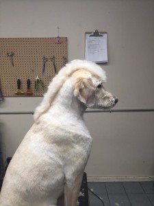 shaved golden retriever