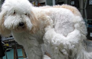 Knots in dog clearance fur